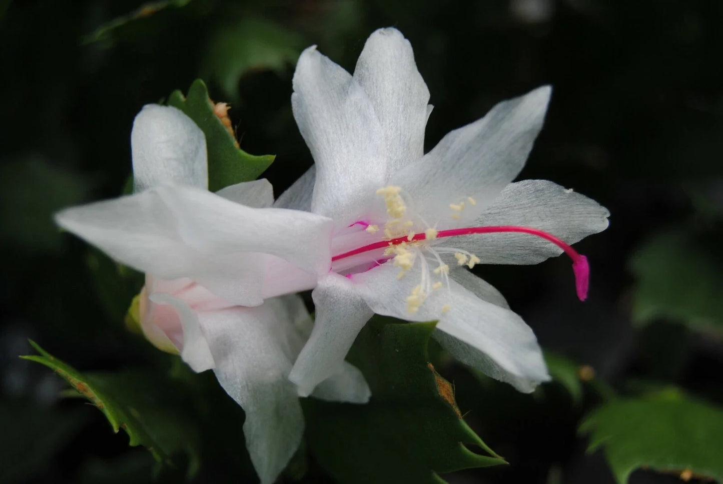 Christmas Cactus Starter Plant - Arctic Ice Schlumbergera with White Blooms, Indoor Well-Rooted Plant