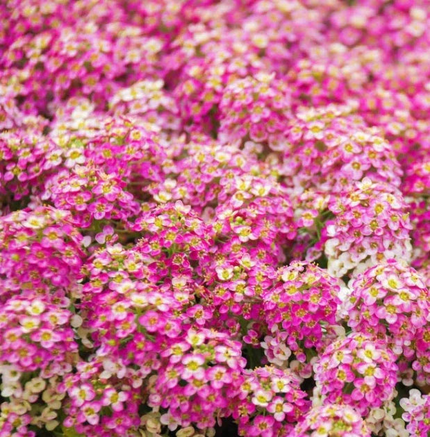 Alyssum Seeds - 500 Non-GMO Pink Groundcover with Fragrant Flowers - Lobularia maritima for Gardens & Pollinators