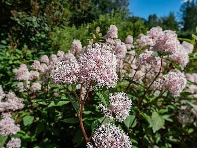 New Jersey Tea Seeds - Compact Blooming Shrub for Pollinators - Ceanothus americanus - 50 Seeds