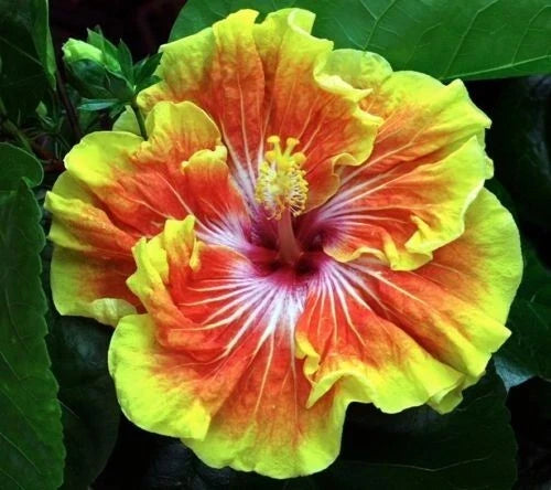 Small Rooted Tropical Hibiscus Starter Plant - Tahitian Sunset Splendor, Hibiscus rosa-sinensis