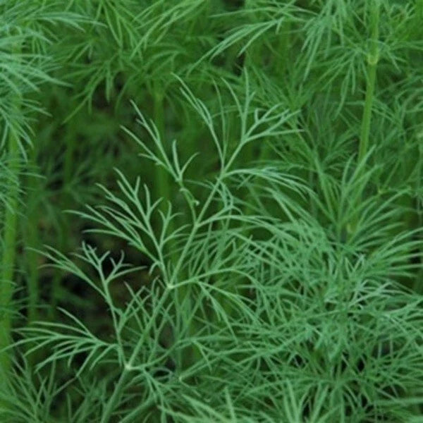 Dill Seeds - 'Dukat' Anethum graveolens Herb Seeds for Cooking & Butterfly Attraction - 50+ Seeds