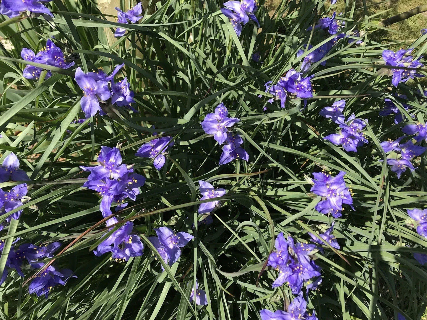 Spiderwort Tradescantia Rhizome Bulbs 20 Pack - Perennial Purple Flowers