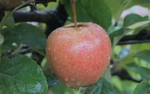 Airlie Red Flesh Apple Seeds – 25+ Pack for Garden Planting, Malus domestica, USA Grown, Deciduous Fruit Tree Seeds