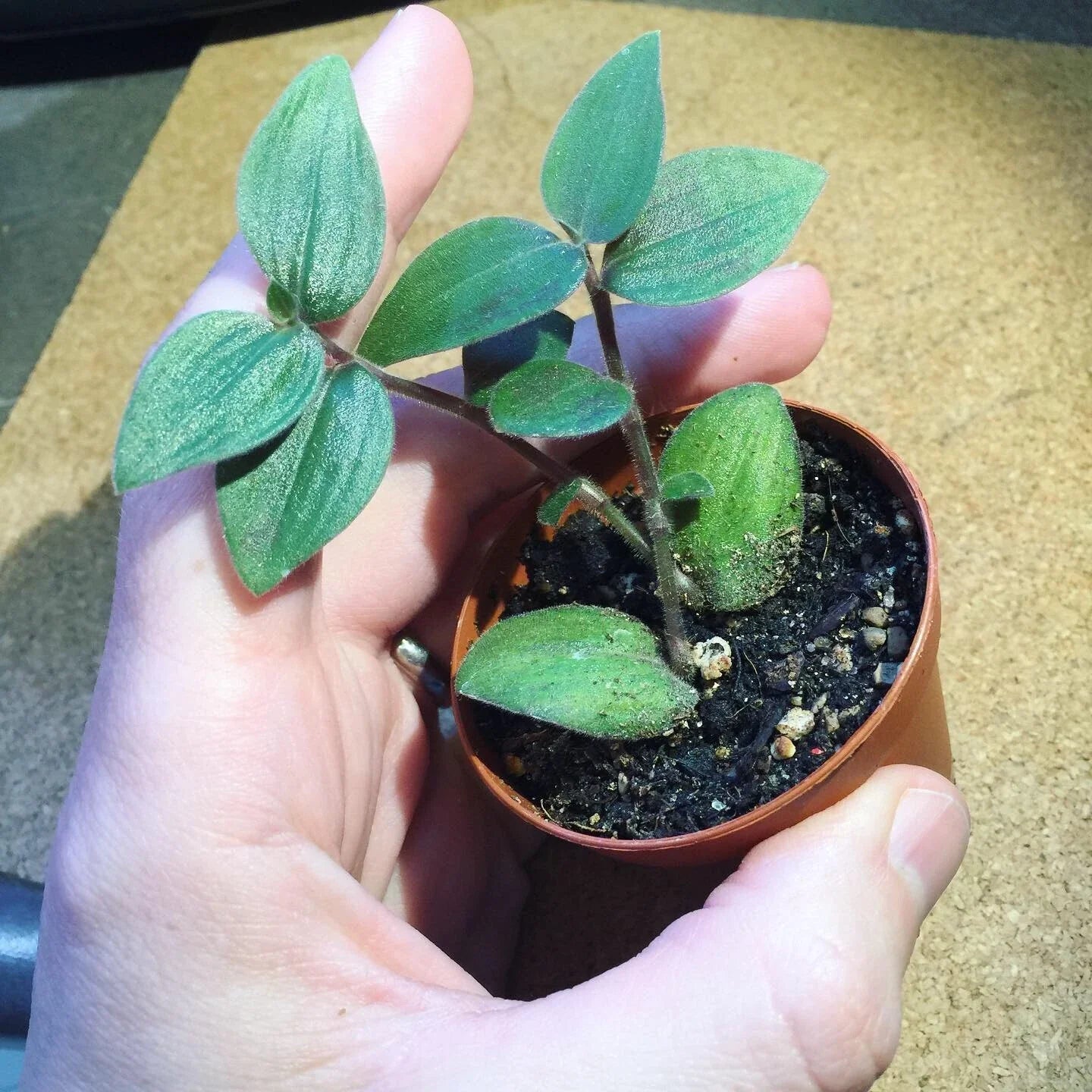 Tradescantia Chrysophylla 'Baby Bunny Bellies' Starter Plant – Rare Indoor Houseplant with Soft Fuzzy Foliage