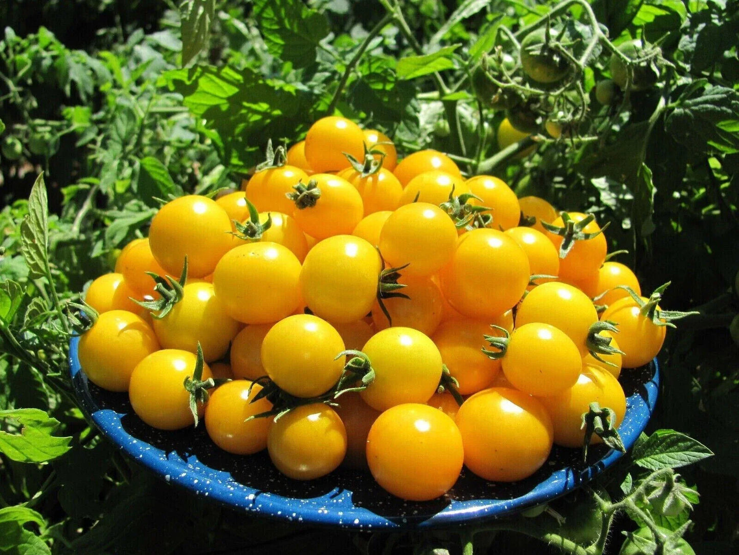 Gold Nugget Cherry Tomato Seeds - Organic Heirloom Non-GMO - 30+ Seeds