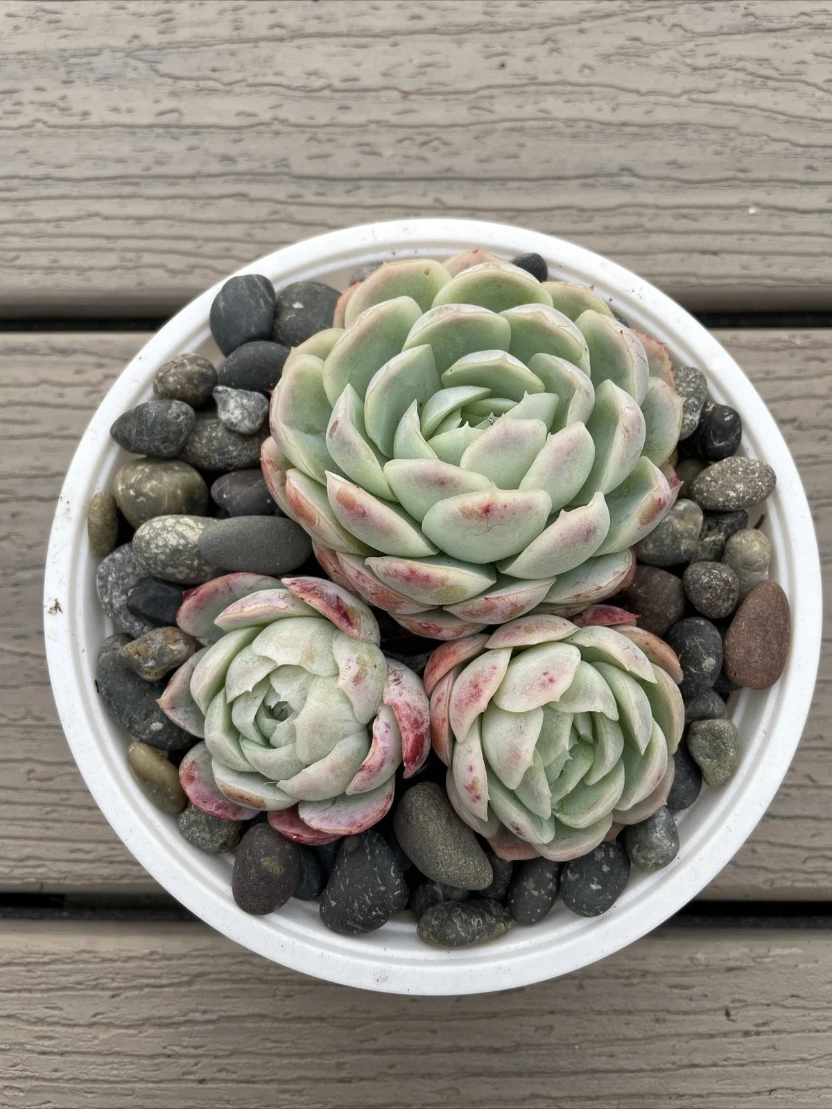 Echeveria Elegans Succulent - Mexican Snowball - 3 Live Rooted Plants - 1-2 Inches, Low Maintenance, Indoor & Outdoor
