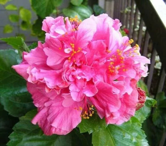 Tropical Hibiscus Starter Plant - Pride of Hankins Pink - Triple Blooms - Hibiscus rosa-sinensis - Rooted Plant