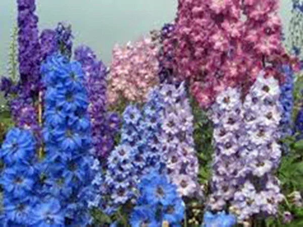 Giant Imperial Larkspur Seeds - 100+ Delphinium ajacis Cut Flower Seeds for Garden & Floral Arrangements