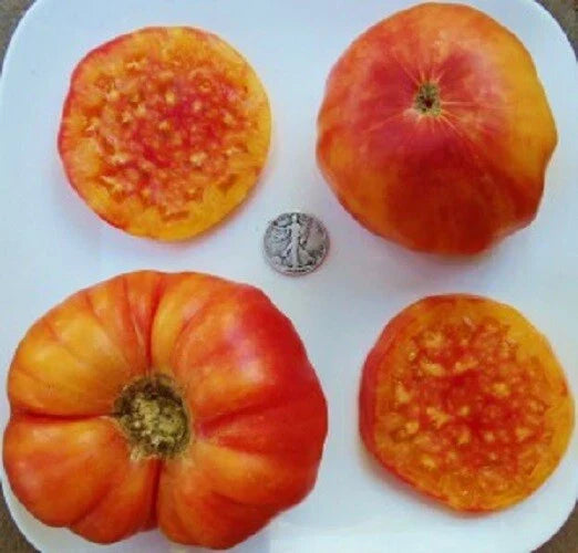 Hillbilly Bi-Color Tomato Seeds - 25 Pack Heirloom Solanum lycopersicum