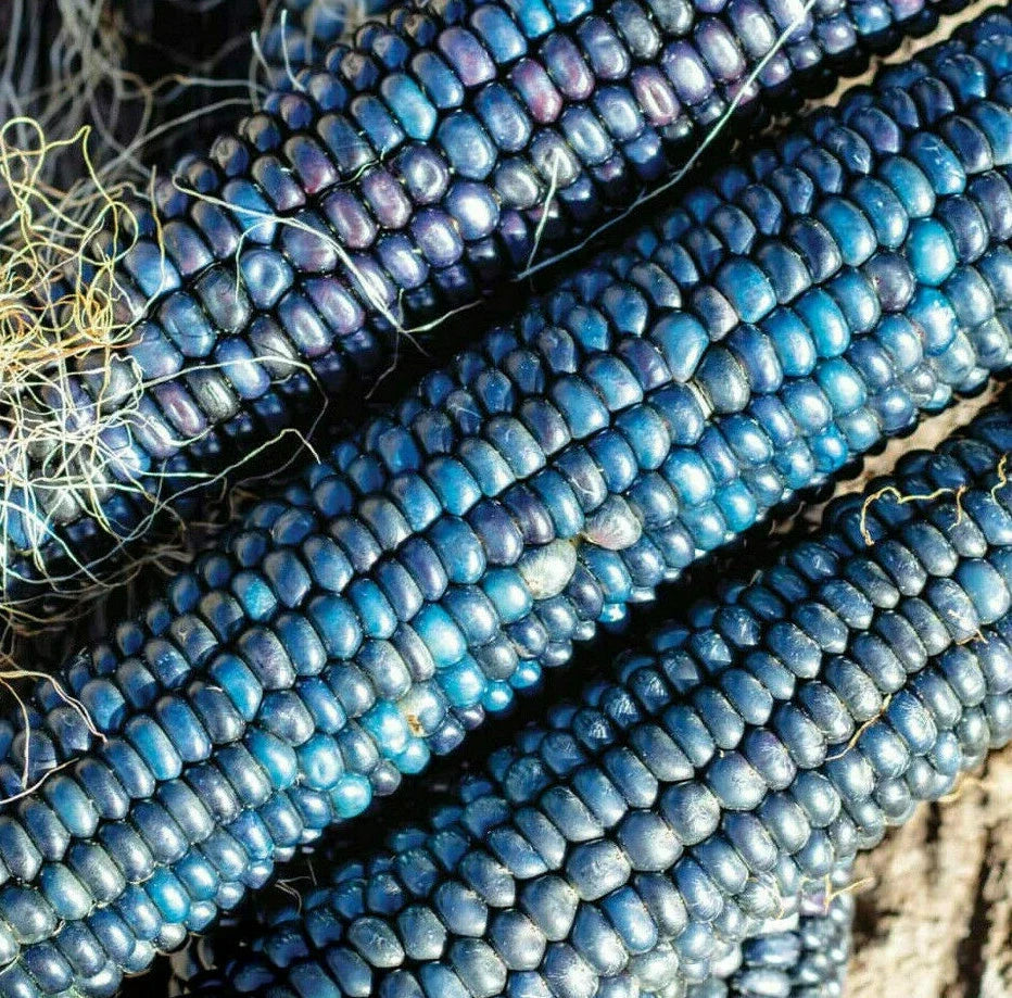 Blue Glass Gem Ornamental Corn Seeds - Zea mays Everta - Vibrant Blue Kernels for Decorative Gardens & Popcorn