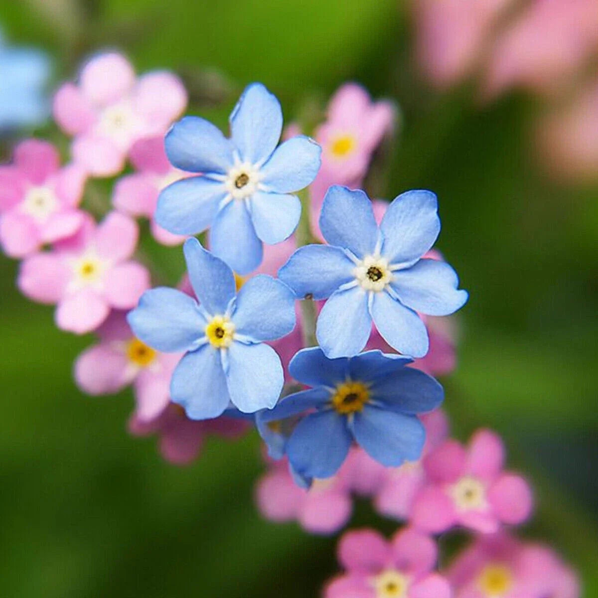 Forget Me Nots Seeds - 500 Mixed Color Perennial Flowers for Pollinators - Myosotis spp.