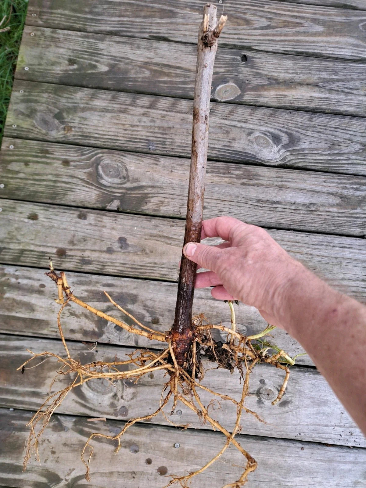American Elderberry Plants – 2 Rooted Sambucus canadensis Hardy Berry Bushes for Garden or Landscape