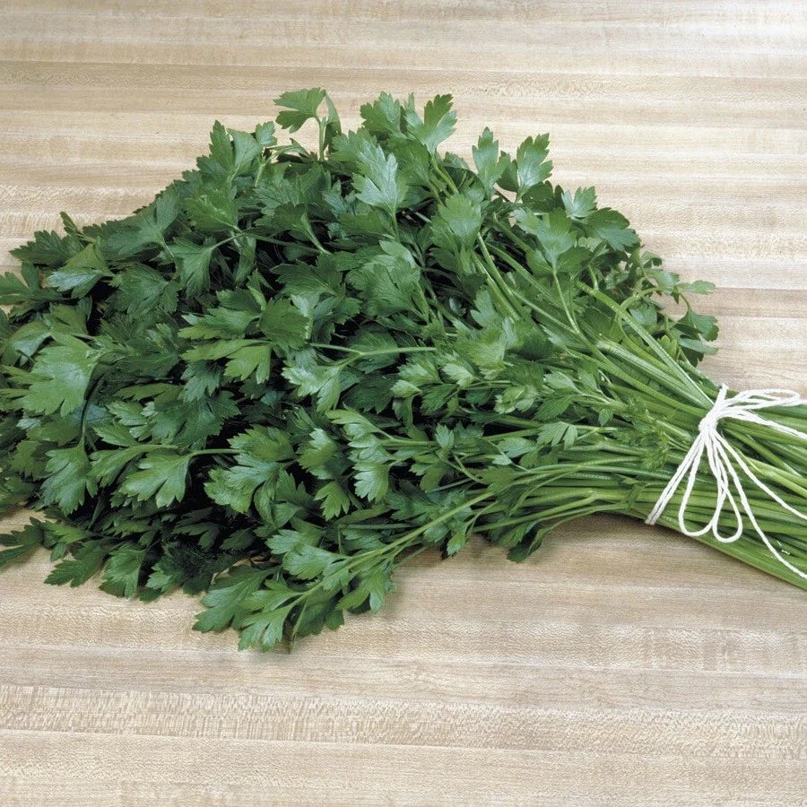 Italian Plain Leaf Parsley Seeds – Heirloom Fragrant Herb – Petroselinum crispum – 300-5000 Seeds for Culinary Gardens