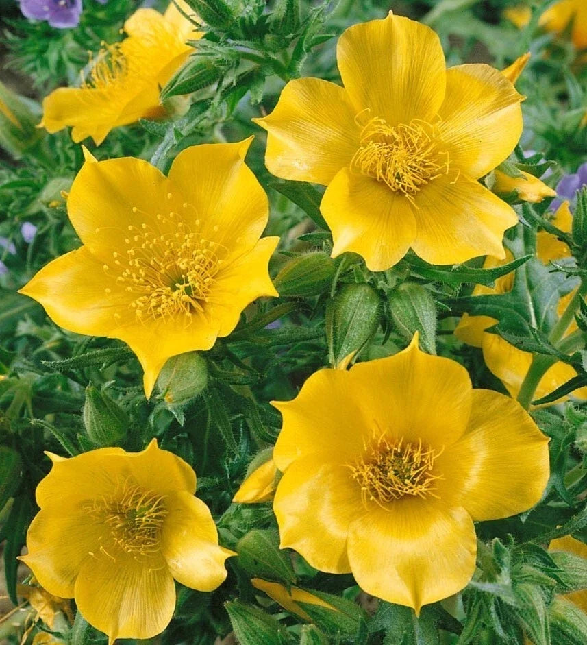Yellow Blazing Star Wildflower Seeds - 100+ Mentzelia laevicaulis Native Desert Flower Seeds for Gardens and Landscaping
