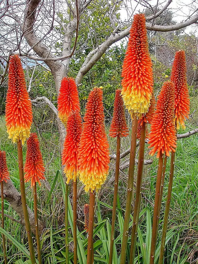Red Hot Poker Seeds - 100 Count - Orange and Yellow Flowers - Kniphofia Torch Lily for Garden Borders and Pollinator Attraction