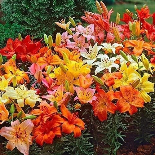 Mixed Color Lily Bulbs for Planting, Flowering Perennials, Garden Bulbs, Lilium spp.