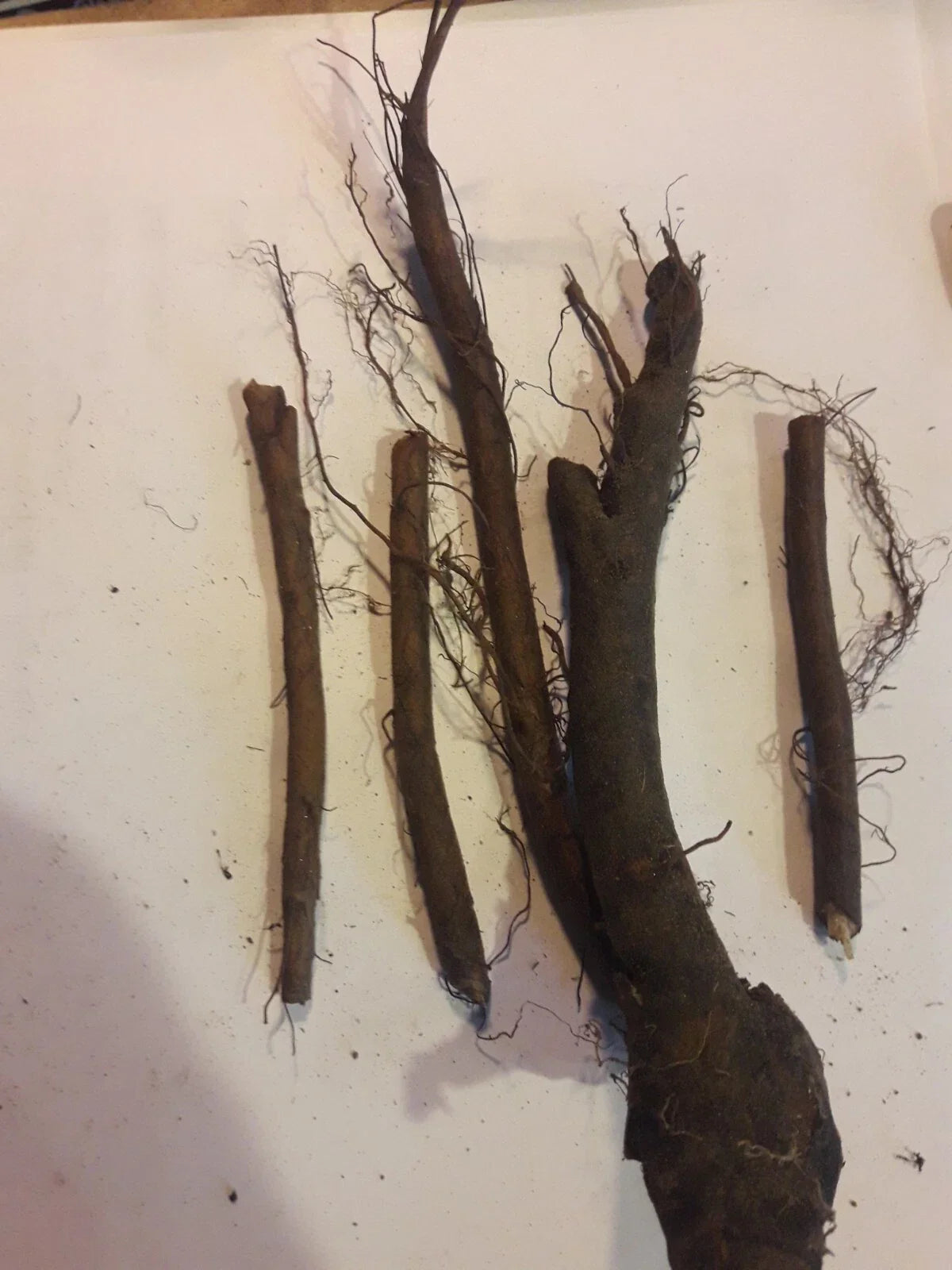 4 Live Comfrey Root Cuttings Bocking 4 | Organic 3-4" Root Starts for Permaculture & Soil Enrichment