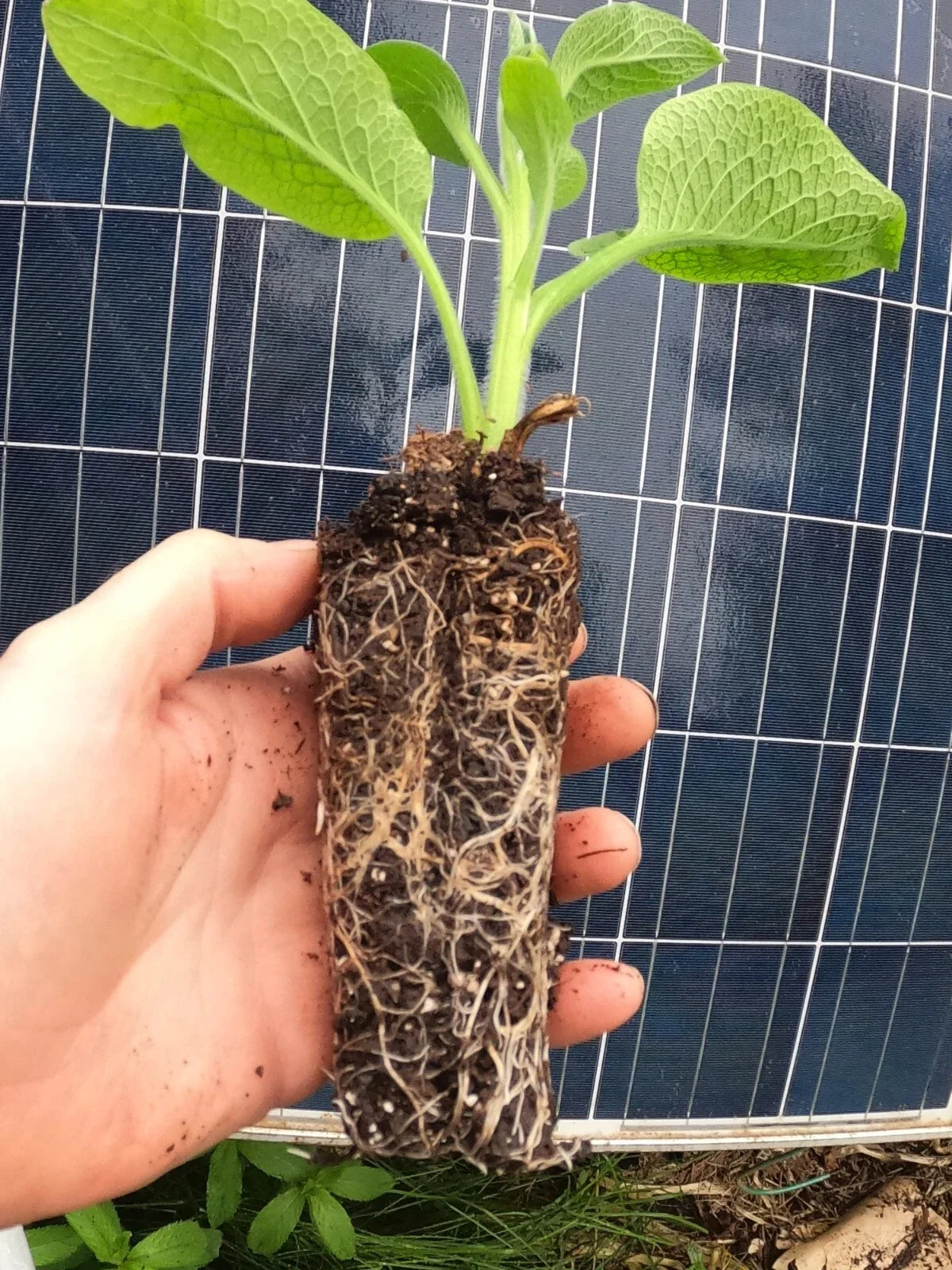 Live Rooted Comfrey Plant Bocking 14 Symphytum uplandicum for Soil Health, Compost, Pollinators