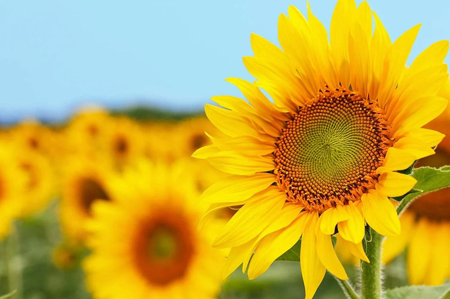 50 Grey Striped Mammoth Sunflower Seeds - Helianthus annuus - Large Blooms, Vibrant Yellow & Grey Stripes, Tall Growing Garden Seeds