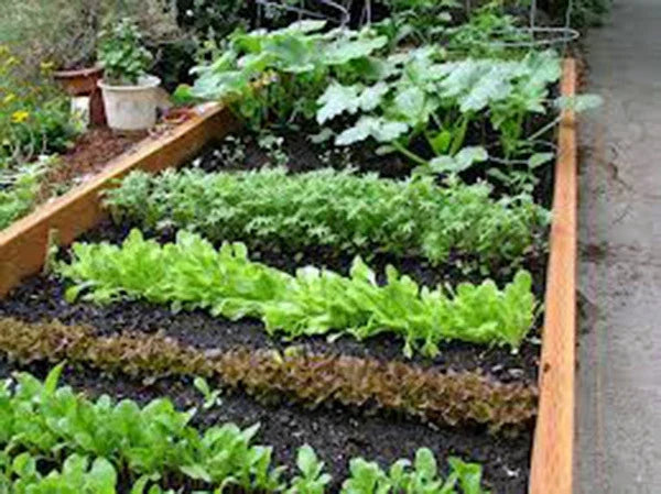 Heirloom Vegetable Seeds Collection - 10 Varieties Non-GMO Organic Gardening Pack for Home Garden