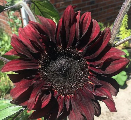 Chocolate Cherry Sunflower Seeds 50pcs - Red Brown Helianthus annuus for Summer Garden