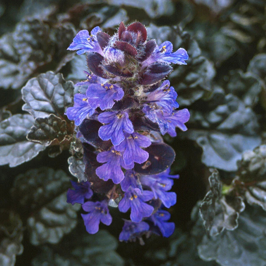 Ajuga Reptans Ground Cover Starter Plants - 10 Rooted Cuttings for Landscaping, Creeping Blue Foliage, Hardy, Drought-Resistant