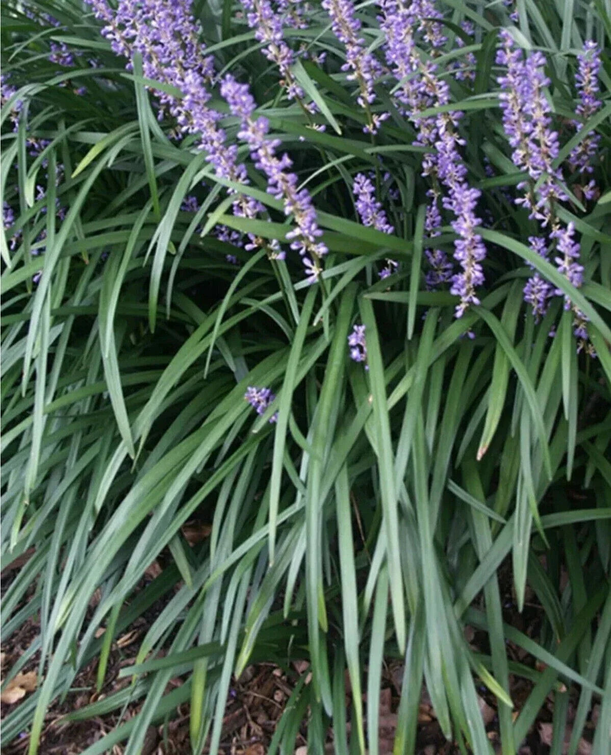 Liriope muscari Ground Cover Plants - 15 Rooted Starter Plugs for Borders, Landscaping, and Gardens