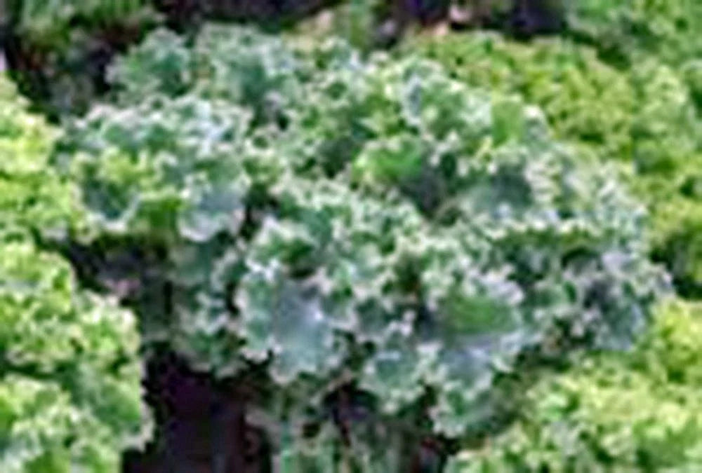 Kale Seeds 500 Count Vates Blue Curled Scotch Non-GMO Heirloom Brassica oleracea var. sabellica