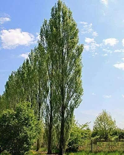 Lombardy Poplar Trees Live Cuttings 20 Pack | Fast-Growing Privacy Trees | Populus nigra 'Italica'