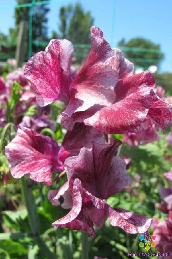 Sweet Pea Seeds - 50+ Pack - Theia-Bella Variety - Lathyrus odoratus - Climbing Vine, Fragrant, USA Grown