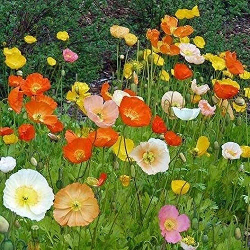 Iceland Poppy Seeds - Exotic Heirloom Variety - Papaver nudicaule - 100 Seeds for Garden Planting