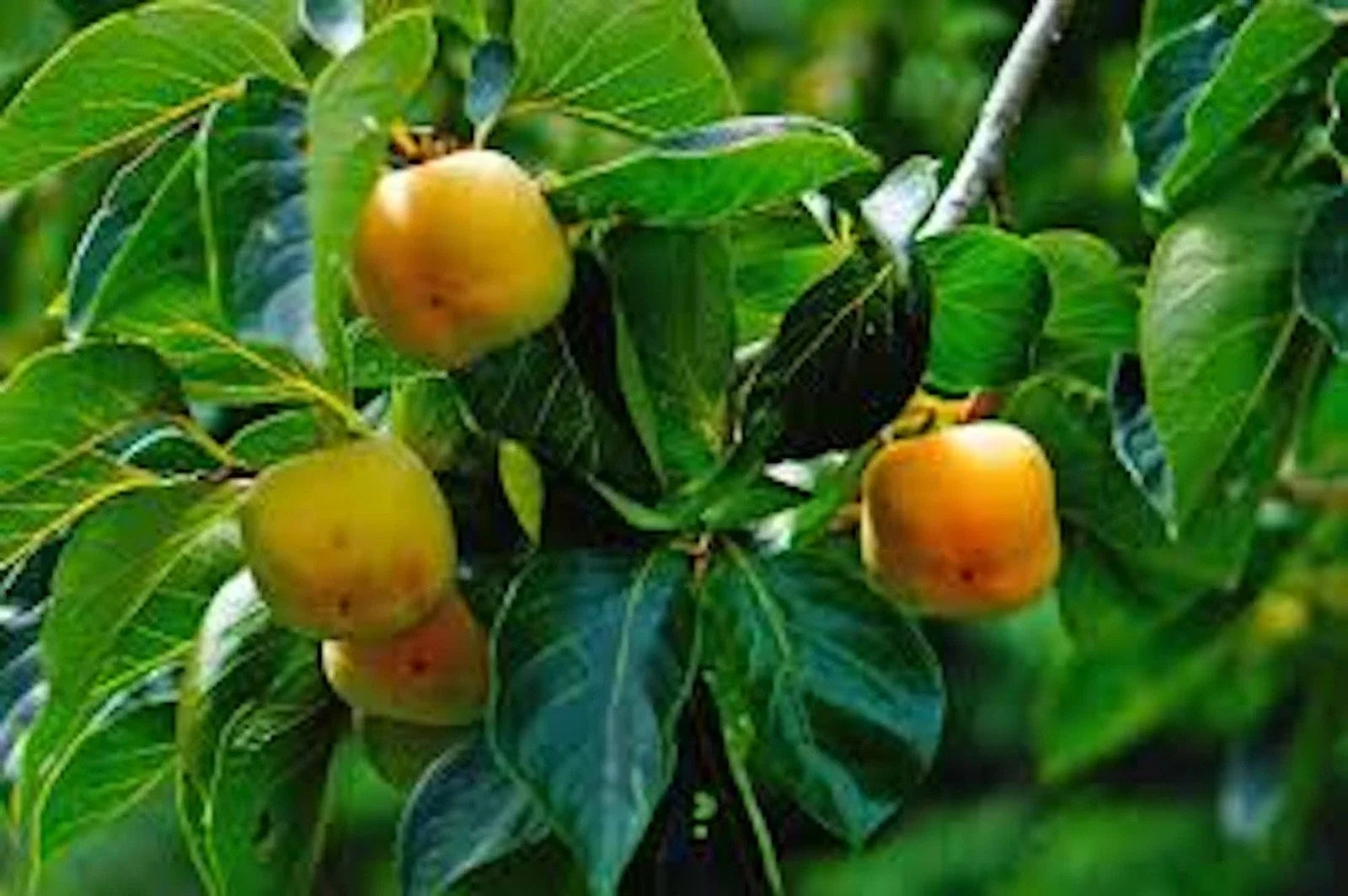 Persimmon Tree Bare Root Seedling 12-24 Inches Tall American Native Diospyros virginiana