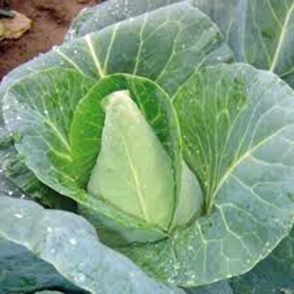 Heirloom Cabbage Seeds, Organic Non-GMO, Early Jersey Wakefield, Brassica oleracea, 25+ Seeds for Vegetable Gardening