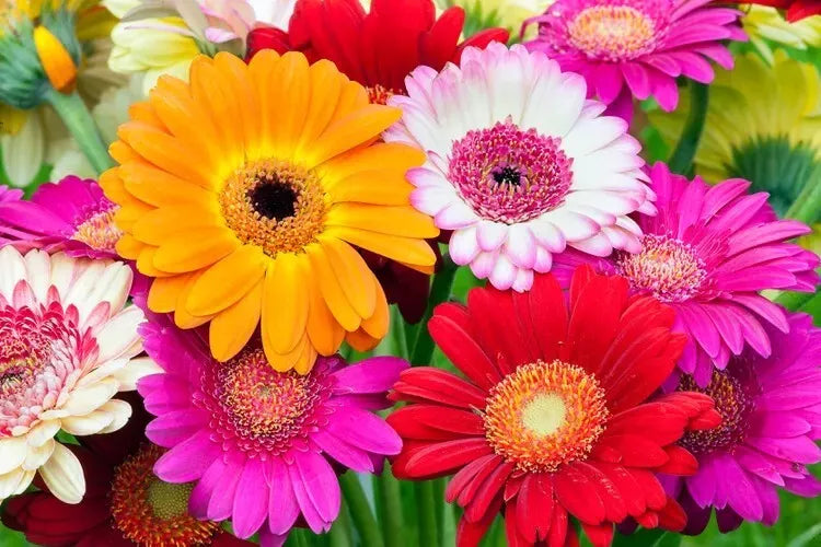 Fresh Gerbera Daisy Flower Seeds Mix - 100 Seeds with Planting Instructions