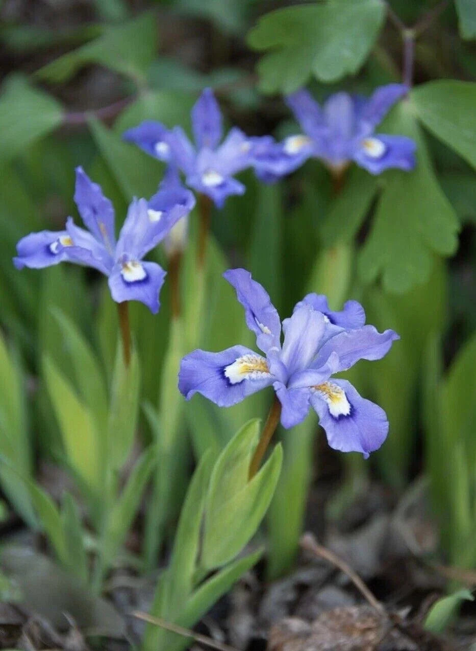 Crested Dwarf Iris Plants Bareroot - Organic Iris cristata Wildflower for Forest Garden and Shade Gardens