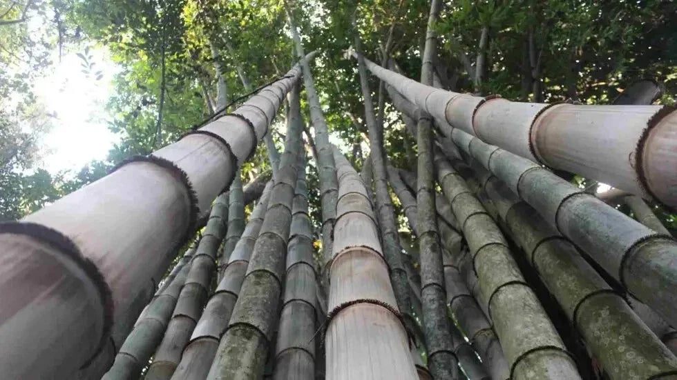 50 Dragon Bamboo Seeds Clumping Privacy Screen for Garden Landscaping Bambusa balcooa Seeds