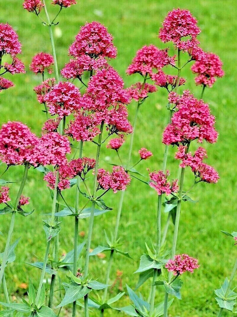 Red Valerian Seeds 100 Count, Easy to Grow, Centranthus ruber, Jupiter's Beard, Flowering Garden Plant