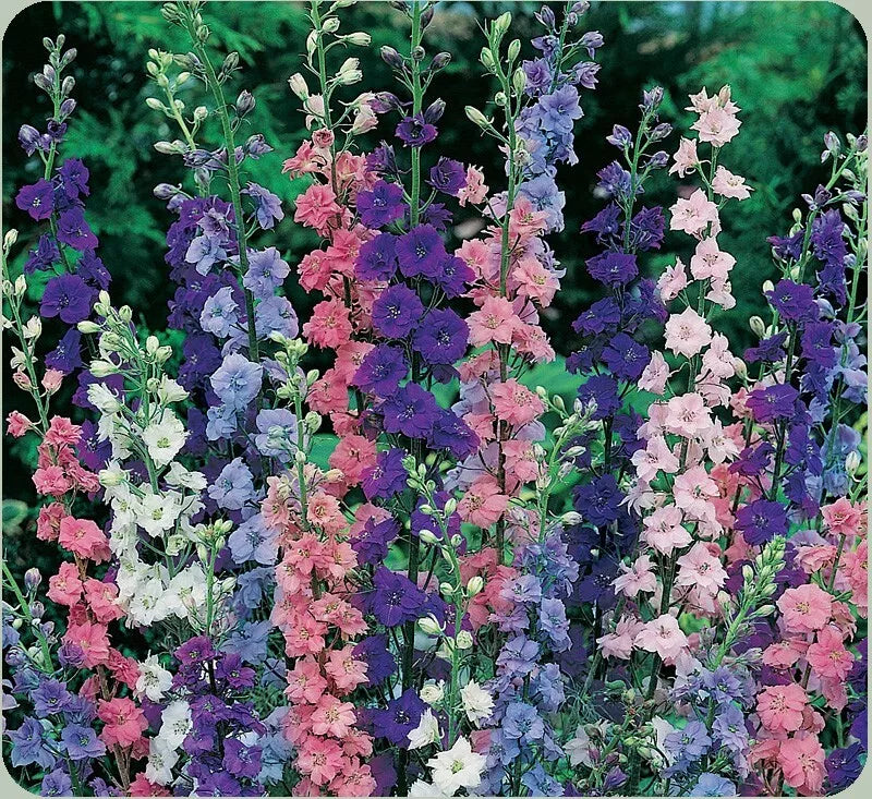 Rocket Larkspur Seeds 200+ Delphinium Ajacis Annual Flowers for Hummingbirds USA