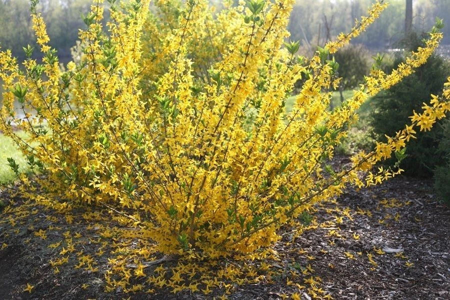 Forsythia viridissima var. koreana 'Gold Edge' Cuttings – 6-8" Long, Bright Green Leaves, Spring Blooms