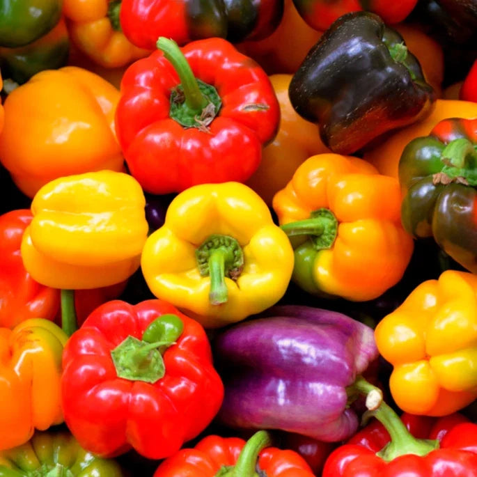 Rainbow Mix Bell Pepper Seeds - Heirloom Capsicum annuum for Home Garden, Container, and Raised Bed Planting