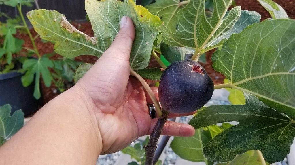 Kathleen's Black Fig Live Starter Plant, Ficus carica, Edible Fruit Tree, Indoor/Outdoor Gardening, Compact Bushy Foliage