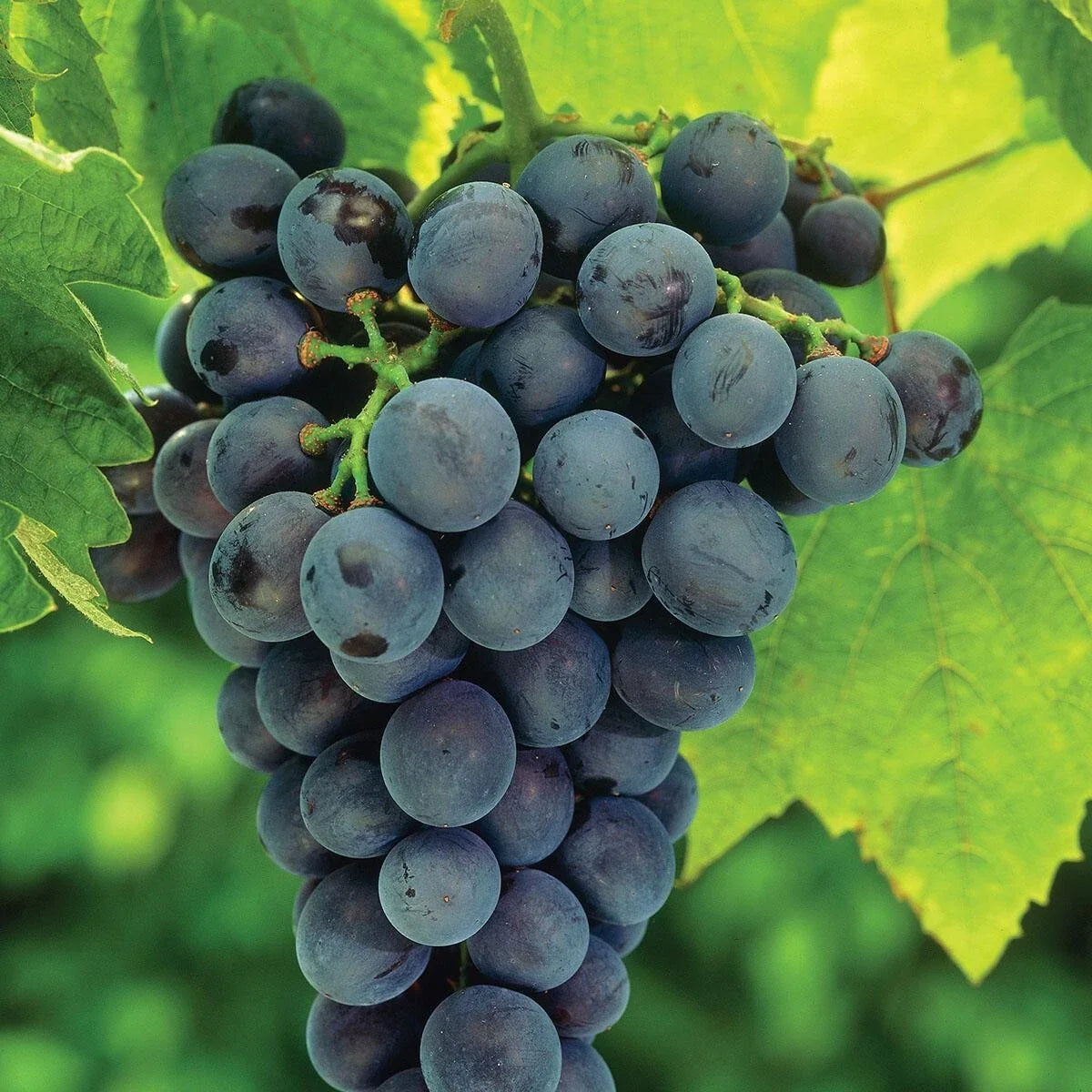Concord Grape Live Plant Tree 8-18" Vitis labrusca Sweet Grapes for Garden or Container Growing