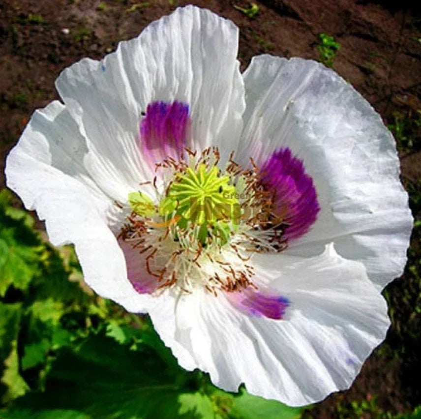 Organic White Tasmanian Breadseed Poppy Seeds - 1000 Large Pods - Papaver somniferum for Garden, Cut Flowers & Pollinator Attracting