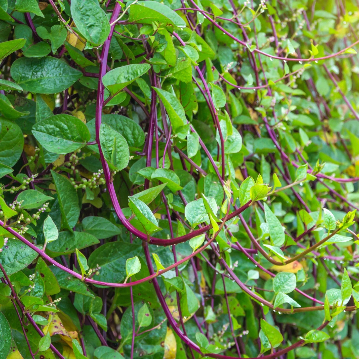 Red Stem Malabar Spinach Seeds - Basella Alba Rubra Heirloom Vegetable Seeds for Garden Planting