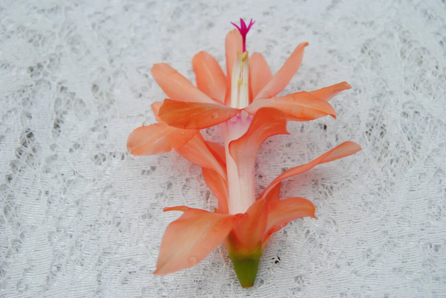 Christmas Cactus Starter Plant Coral Delight - Schlumbergera Truncata Indoor Houseplant