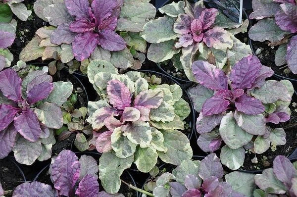Live Ajuga Reptans Burgundy Glow Ground Cover Plants – 3 Rooted Perennials for Shade Gardens