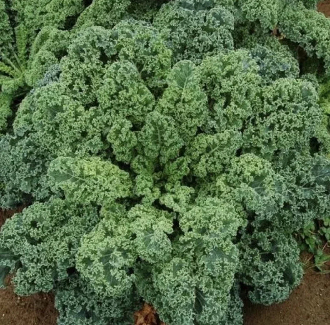Organic Kale Seeds - Dwarf Blue Curled Scotch - Non-GMO Heirloom Brassica oleracea - Compact, Nutrient-Rich Greens Seed Packet