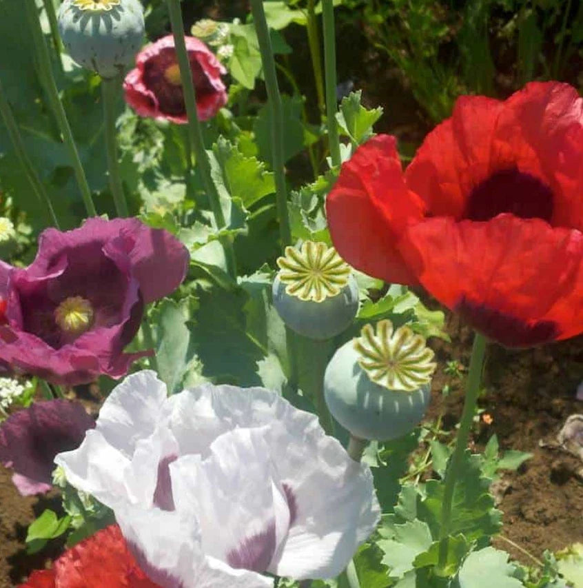 Organic Breadseed Poppy Seeds - 500 Count, Large Pods, Edible & Ornamental, Papaver somniferum, Non-GMO, Food Not Lawns