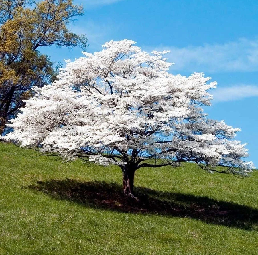 White Dogwood Trees Set - 6-8" Tall Ornamental Saplings Cornus florida in 4" Pots