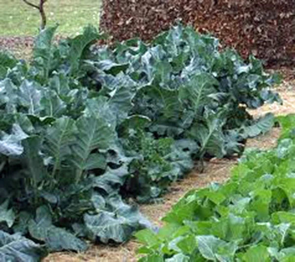Collard Greens Seeds - Vates Heirloom Variety - Brassica oleracea - 50+ Seeds for Salads & Cooking
